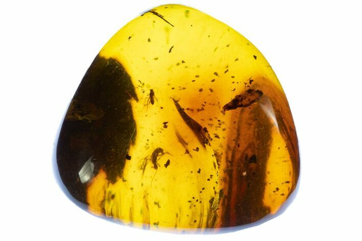 Polished Amber With Wasp & Fly ( g) - Mexico #104286
